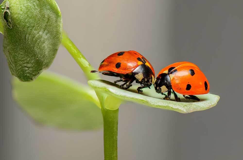 macro photography near me