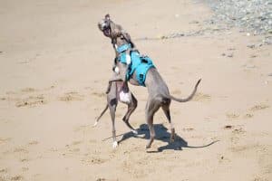 Whippets, Blue & Olive